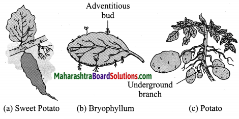 Maharashtra Board Class 10 Science Solutions Part 2 Chapter 2 Life Processes in Living Organisms Part - 2, 10