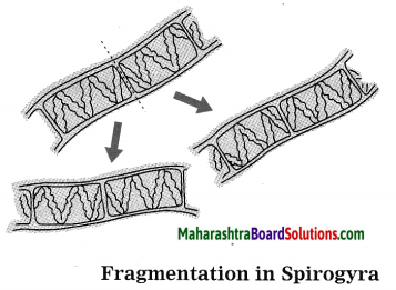 Maharashtra Board Class 10 Science Solutions Part 2 Chapter 2 Life Processes in Living Organisms Part - 2, 13