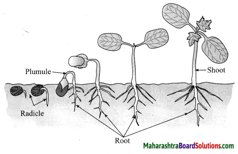 Maharashtra Board Class 10 Science Solutions Part 2 Chapter 2 Life Processes in Living Organisms Part - 2, 19