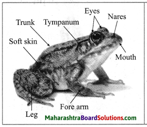 Maharashtra Board Class 10 Science Solutions Part 2 Chapter 6 Animal Classification 10
