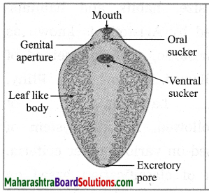 Maharashtra Board Class 10 Science Solutions Part 2 Chapter 6 Animal Classification 13