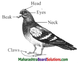 Maharashtra Board Class 10 Science Solutions Part 2 Chapter 6 Animal Classification 16