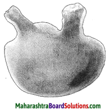 Maharashtra Board Class 10 Science Solutions Part 2 Chapter 6 Animal Classification 19