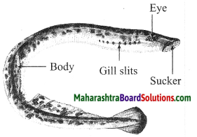 Maharashtra Board Class 10 Science Solutions Part 2 Chapter 6 Animal Classification 24