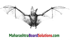 Maharashtra Board Class 10 Science Solutions Part 2 Chapter 6 Animal Classification 25
