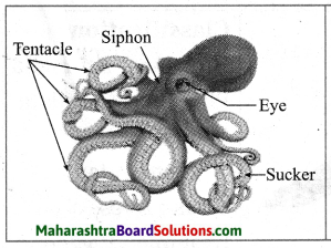 Maharashtra Board Class 10 Science Solutions Part 2 Chapter 6 Animal Classification 7
