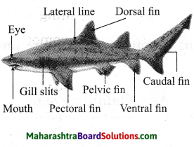 Maharashtra Board Class 10 Science Solutions Part 2 Chapter 6 Animal Classification 9