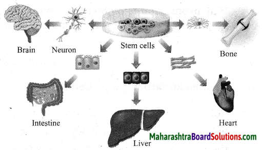 Maharashtra Board Class 10 Science Solutions Part 2 Chapter 8 Cell Biology and Biotechnology 10