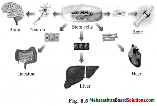 Maharashtra Board Class 10 Science Solutions Part 2 Chapter 8 Cell Biology and Biotechnology 12