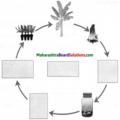 Maharashtra Board Class 10 Science Solutions Part 2 Chapter 8 Cell Biology and Biotechnology 5
