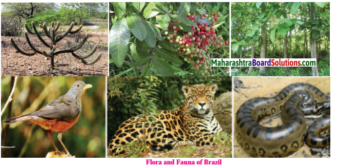Maharashtra Board Class 10 Geography Solutions Chapter 5 Natural Vegetation and Wildlife 20