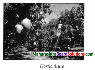 Maharashtra Board Class 7 Geography Solutions Chapter 9 Agriculture 4