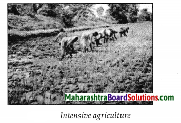 Maharashtra Board Class 7 Geography Solutions Chapter 9 Agriculture 7
