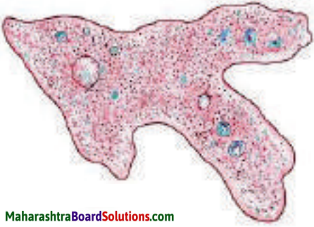 Maharashtra Board Class 8 Science Solutions Chapter 1 Living World and Classification of Microbes 10