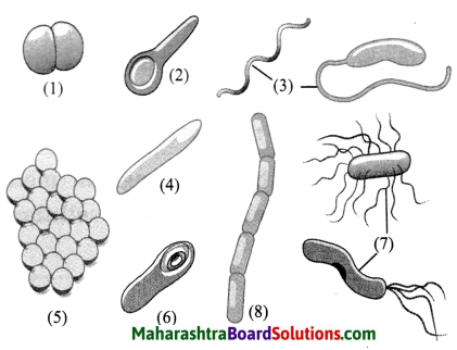 Maharashtra Board Class 8 Science Solutions Chapter 1 Living World and Classification of Microbes 11