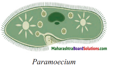 Maharashtra Board Class 8 Science Solutions Chapter 1 Living World and Classification of Microbes 5