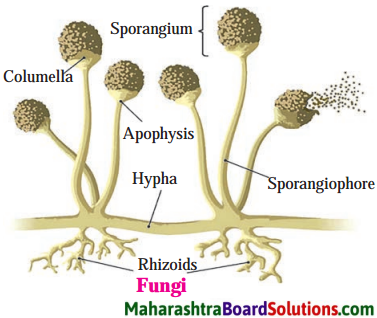 Maharashtra Board Class 8 Science Solutions Chapter 1 Living World and Classification of Microbes 8