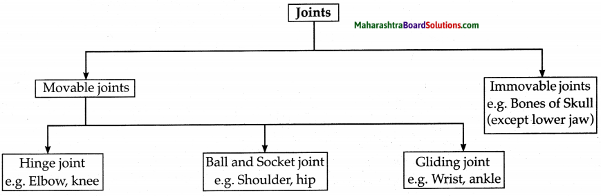 Maharashtra Board Class 6 Science Solutions Chapter 8 Our Skeletal System and the Skin 3