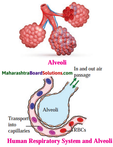 Maharashtra Board Class 8 Science Solutions Chapter 11 Human Body and Organ System 8