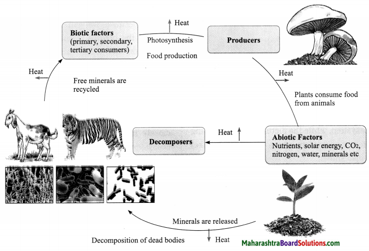 Maharashtra Board Class 8 Science Solutions Chapter 18 Ecosystems 12