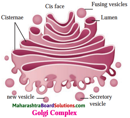 Maharashtra Board Class 8 Science Solutions Chapter 9 Disaster Management 9