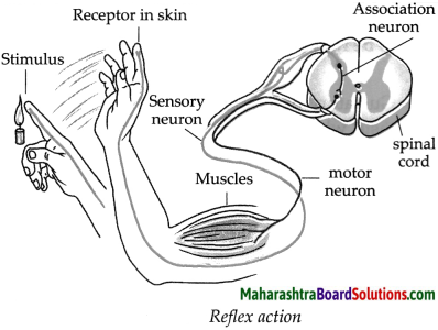 Maharashtra Board Class 9 Science Solutions Chapter 15 Life Processes in Living Organisms 7