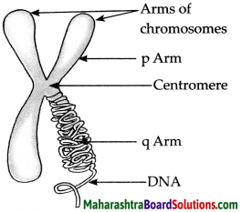 Maharashtra Board Class 9 Science Solutions Chapter 16 Heredity and Variation 10