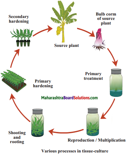 Maharashtra Board Class 9 Science Solutions Chapter 17 Introduction to Biotechnology 7