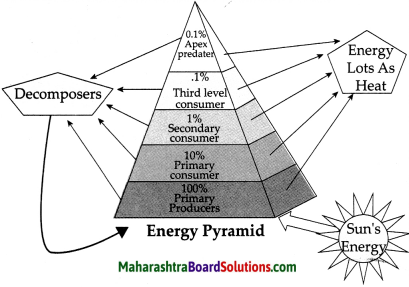 Maharashtra Board Class 9 Science Solutions Chapter 7 Energy Flow in an Ecosystem 20