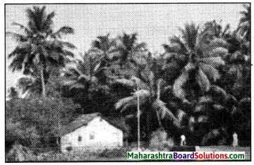 Maharashtra Board Class 9 English Kumarbharati Solutions Chapter 2.2 A True Story of Sea Turtles 2