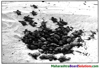 Maharashtra Board Class 9 English Kumarbharati Solutions Chapter 2.2 A True Story of Sea Turtles 3