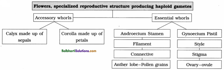 Maharashtra Board Class 12 Biology Notes Chapter 1 Reproduction in ...