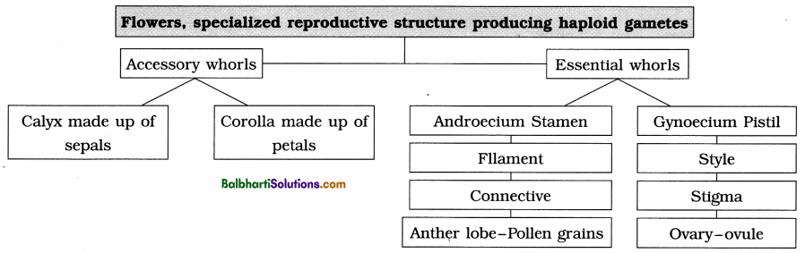 Maharashtra Board Class 12 Biology Notes Chapter 1 Reproduction in Lower and Higher Plants 1