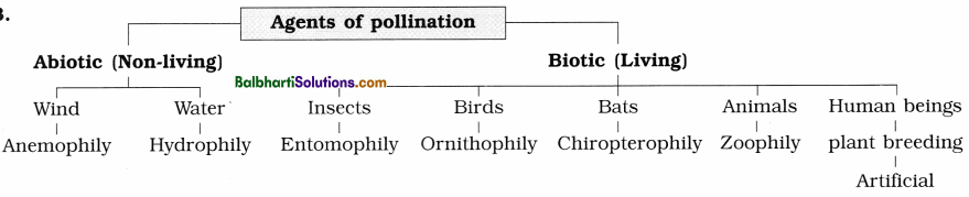 Maharashtra Board Class 12 Biology Notes Chapter 1 Reproduction in Lower and Higher Plants 5