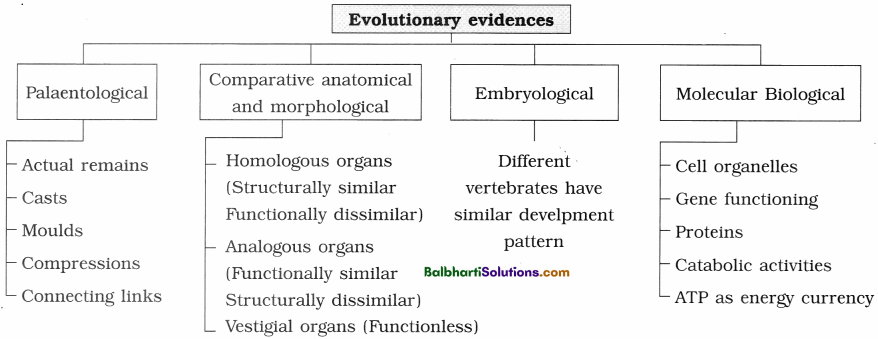 Maharashtra Board Class 12 Biology Notes Chapter 5 Origin and Evolution of Life 4