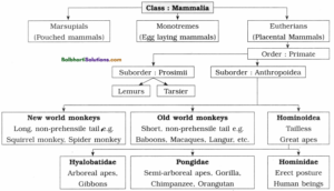 Maharashtra Board Class 12 Biology Notes Chapter 5 Origin and Evolution ...
