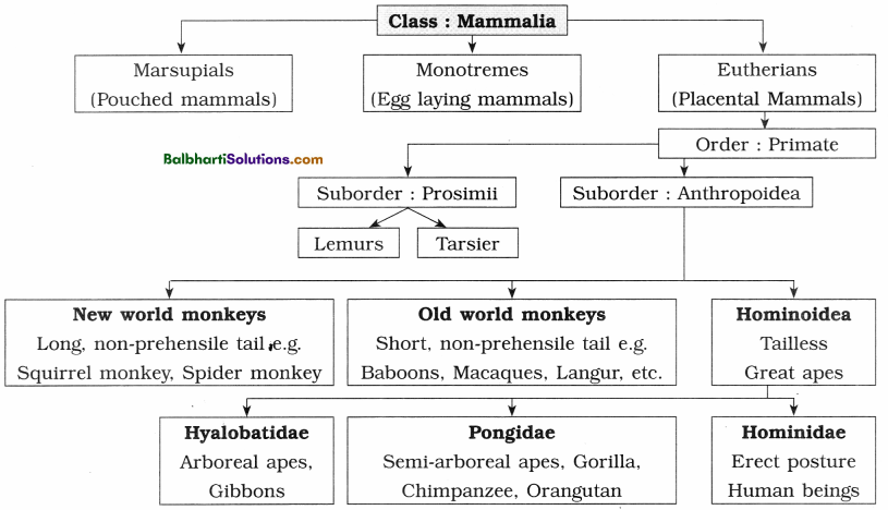 Maharashtra Board Class 12 Biology Notes Chapter 5 Origin and Evolution of Life 7