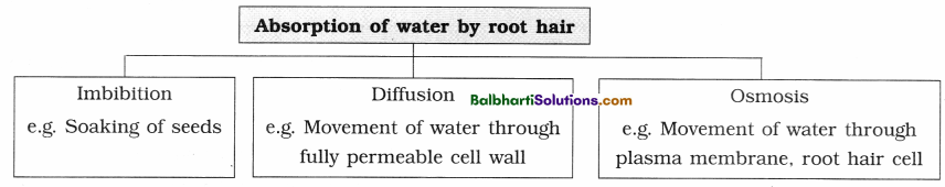 Maharashtra Board Class 12 Biology Notes Chapter 6 Plant Water Relation 2