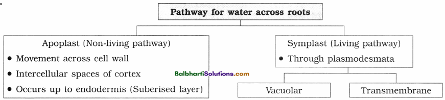Maharashtra Board Class 12 Biology Notes Chapter 6 Plant Water Relation 5
