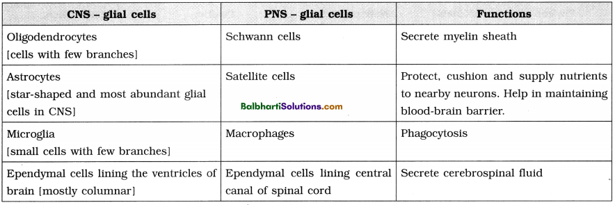 Maharashtra Board Class 12 Biology Notes Chapter 9 Control and Co-ordination 2